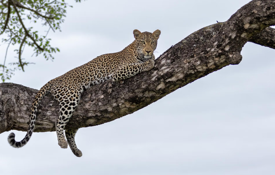 Silvan Safari Sabi Sand Game Reserve