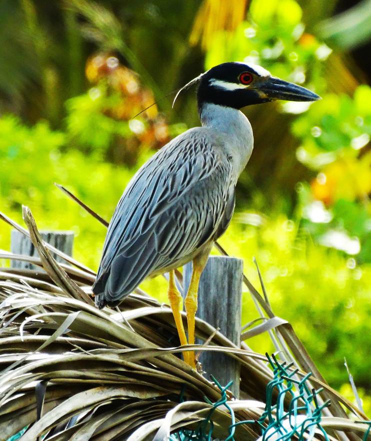 yellow-crowned-night-heron-on-shoal-bay-east-beach-anguilla-bwi_t20_QQPOl6