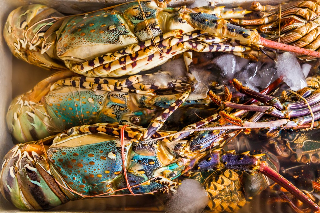Fresh Lobster at Fijian Seafood Market