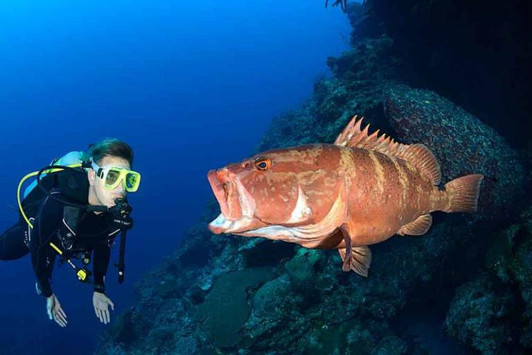 Diver Face to Face with Grouper French Cay