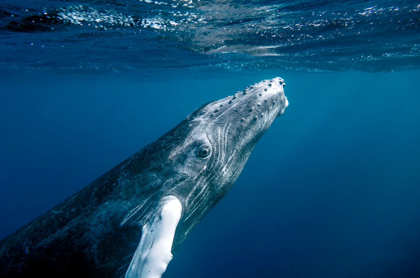 Humpback Whale Surfacing Salt Cay Turks and Caicos
