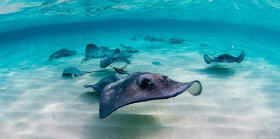 Stingray City Grand Cayman