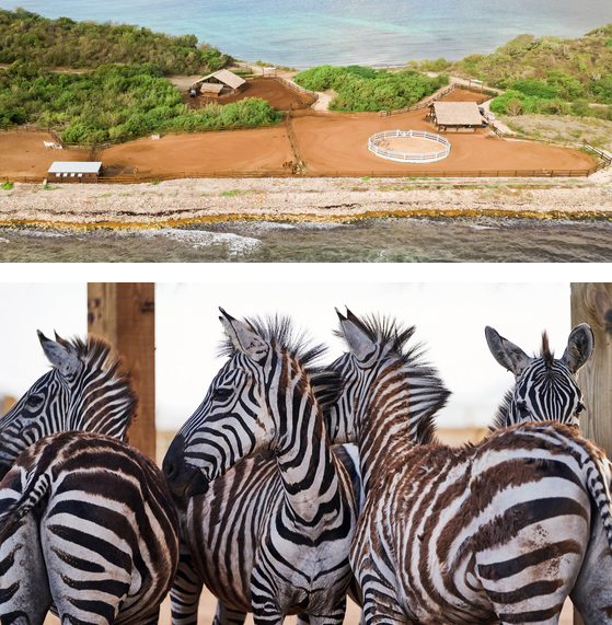 Aerial Rescue Animals BVI